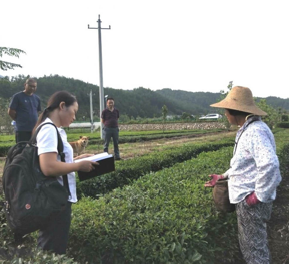 邓松华在湖北英山茶叶基地_meitu_1.jpg