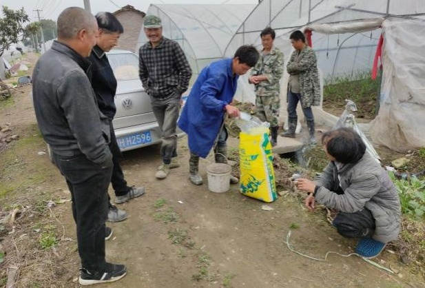 图片1图1 生姜施用洋丰硫生态级肥料，吸引周边种植户围观.jpg