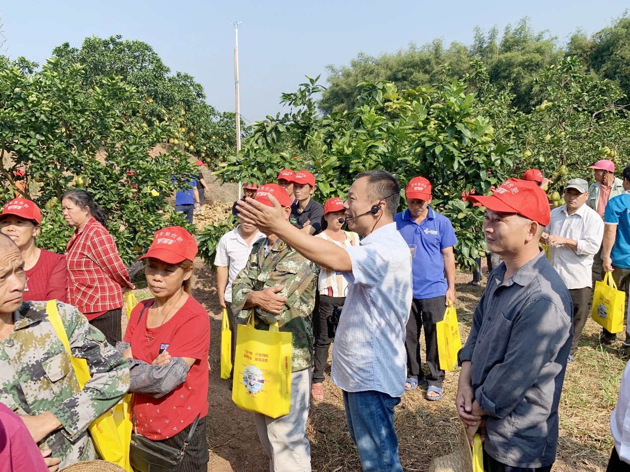 yl6809永利西南大区总农艺师李家涛（中）在广西壮族自治区玉林市容县沙田柚示范观摩现场，为种植户做技术及效果讲解.jpg
