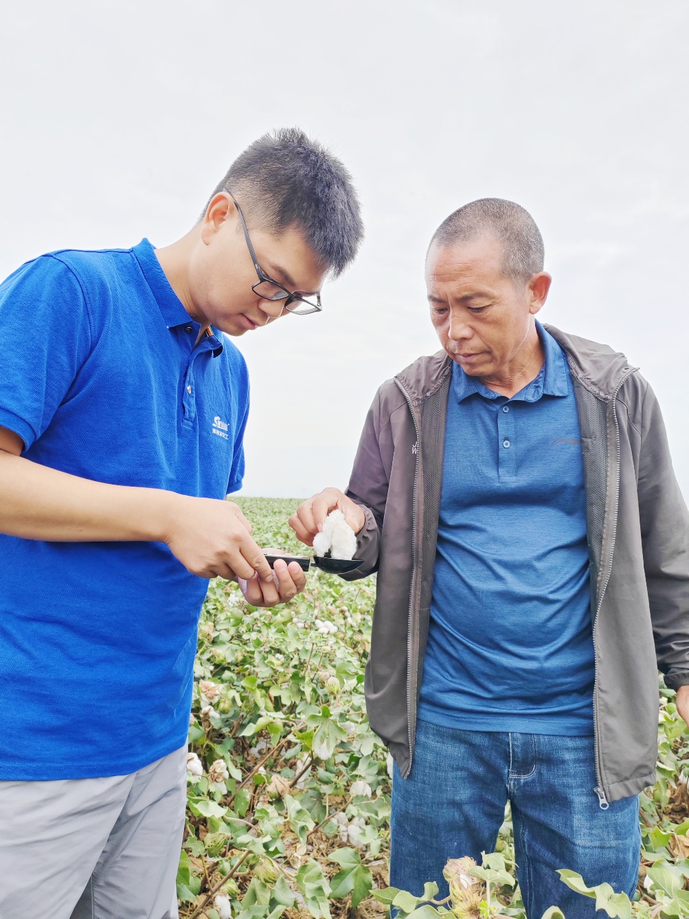 yl6809永利农艺师李春侨（左），在种植户陈克明（右）的棉田进行单铃测重，预估产量.jpg