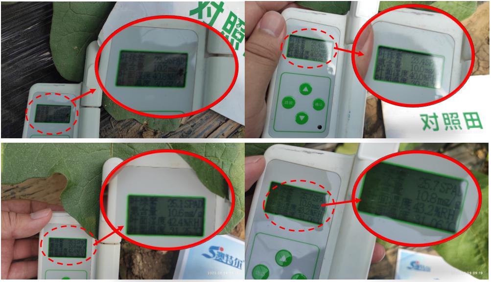 对照田叶绿素测定1.jpg